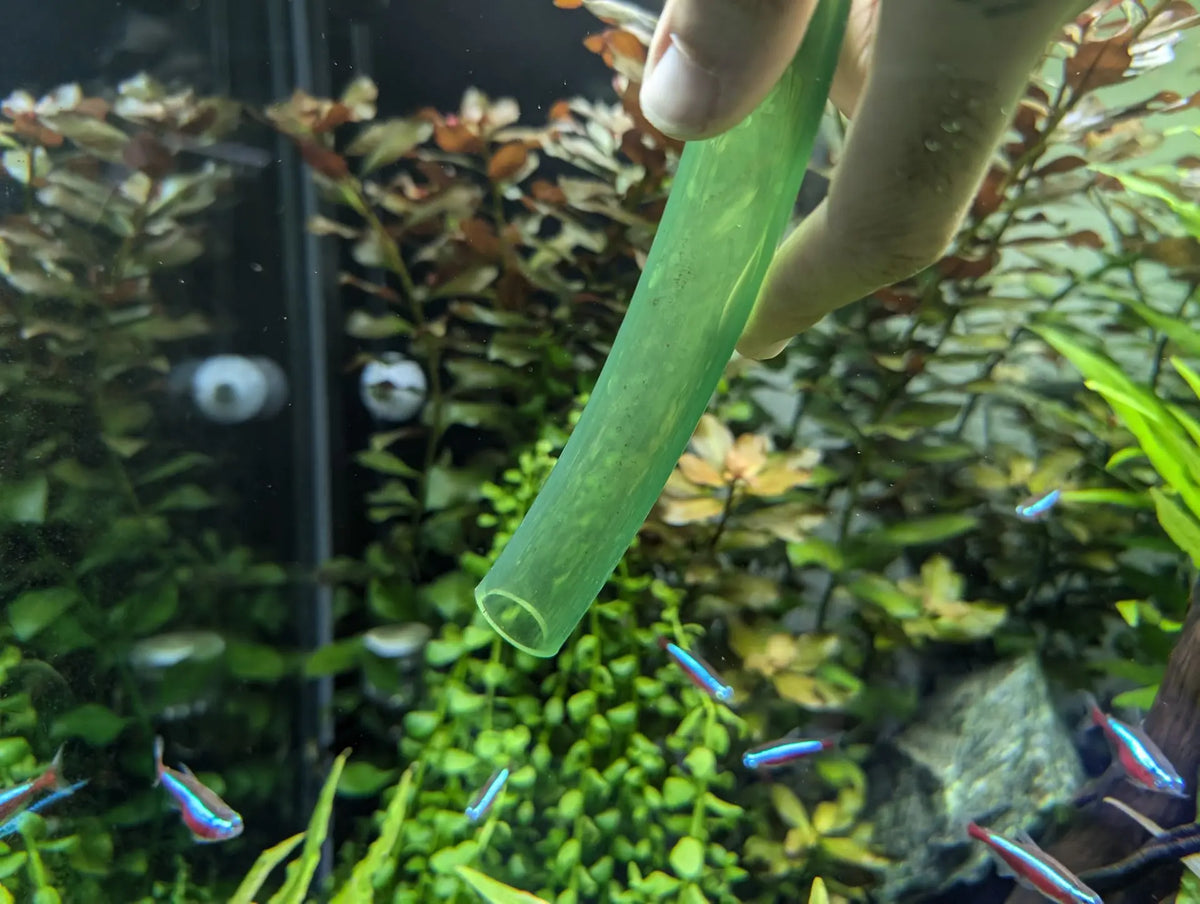 L'entretien de votre aquarium : guide complet Image