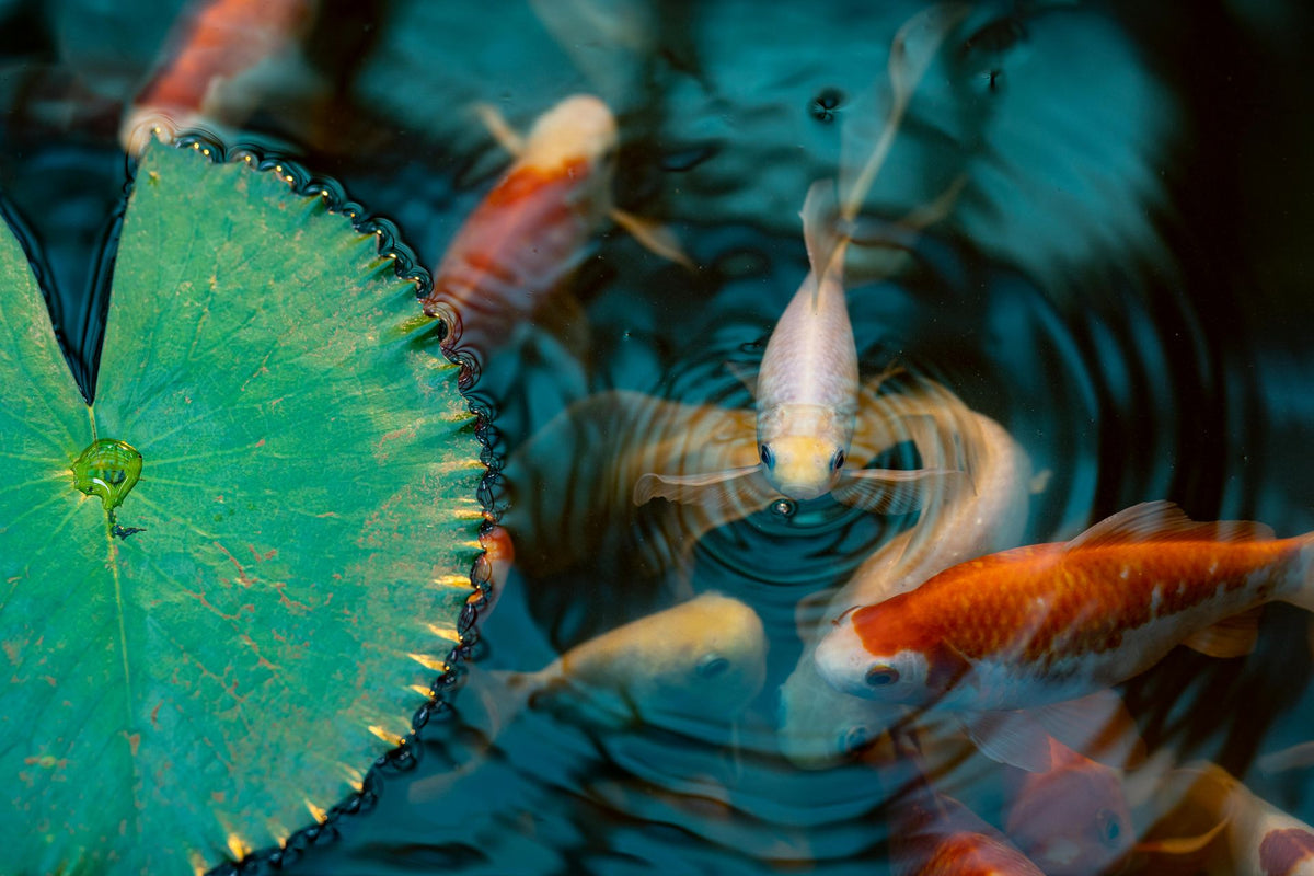 Comment demarrer un aquarium recifal en 2026