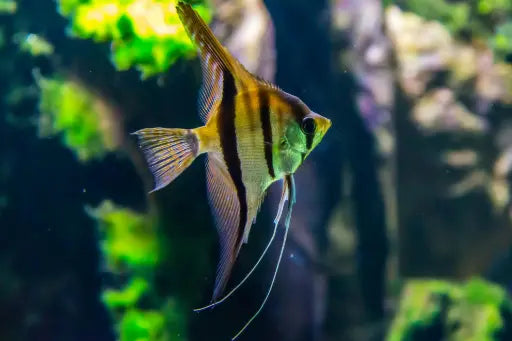 Les 10 meilleurs poissons d'eau douce pour debutants