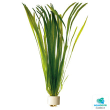 Vallisneria