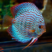 Discus - groupe -